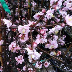 Abricotier japonais pleureur / Prunus mume 'Pendula'